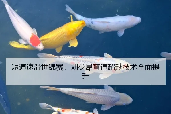短道速滑世锦赛：刘少昂弯道超越技术全面提升