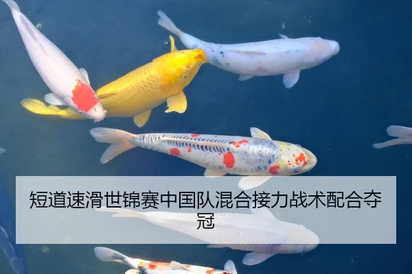 短道速滑世锦赛中国队混合接力战术配合夺冠